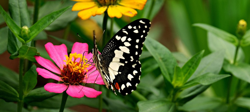 Metamorfní technika