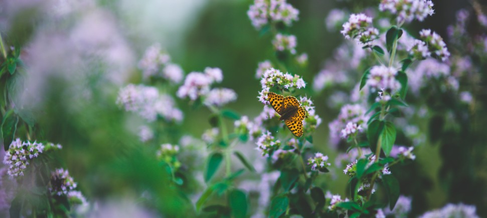 Metamorfní technika