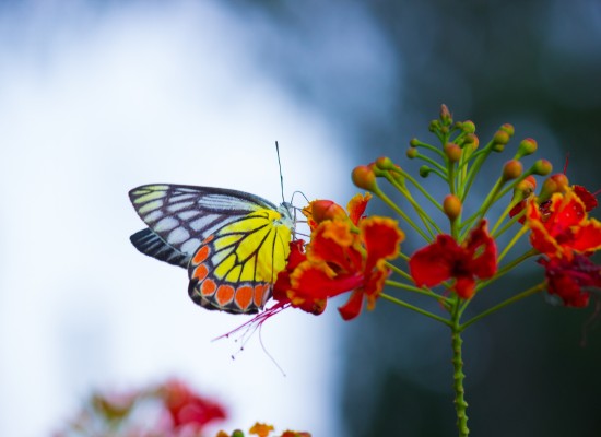 Metaformní technika